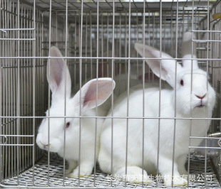 �����m��/Dossy