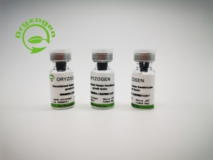 植物源重組人角質(zhì)細胞生長因子OsrhKGF