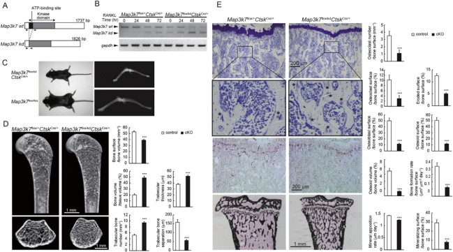 機(jī)體發(fā)育障礙