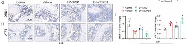 �D5G-I��DRD1��ATF3���_���{(di��o)�أ�IHC�Y(ji��)����